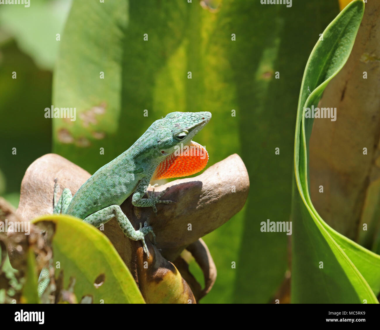 Carolina anole lizard (Anolis carolinensis) est aussi appelé l'anole américain, red-throated anole, et l'American green anole. Banque D'Images