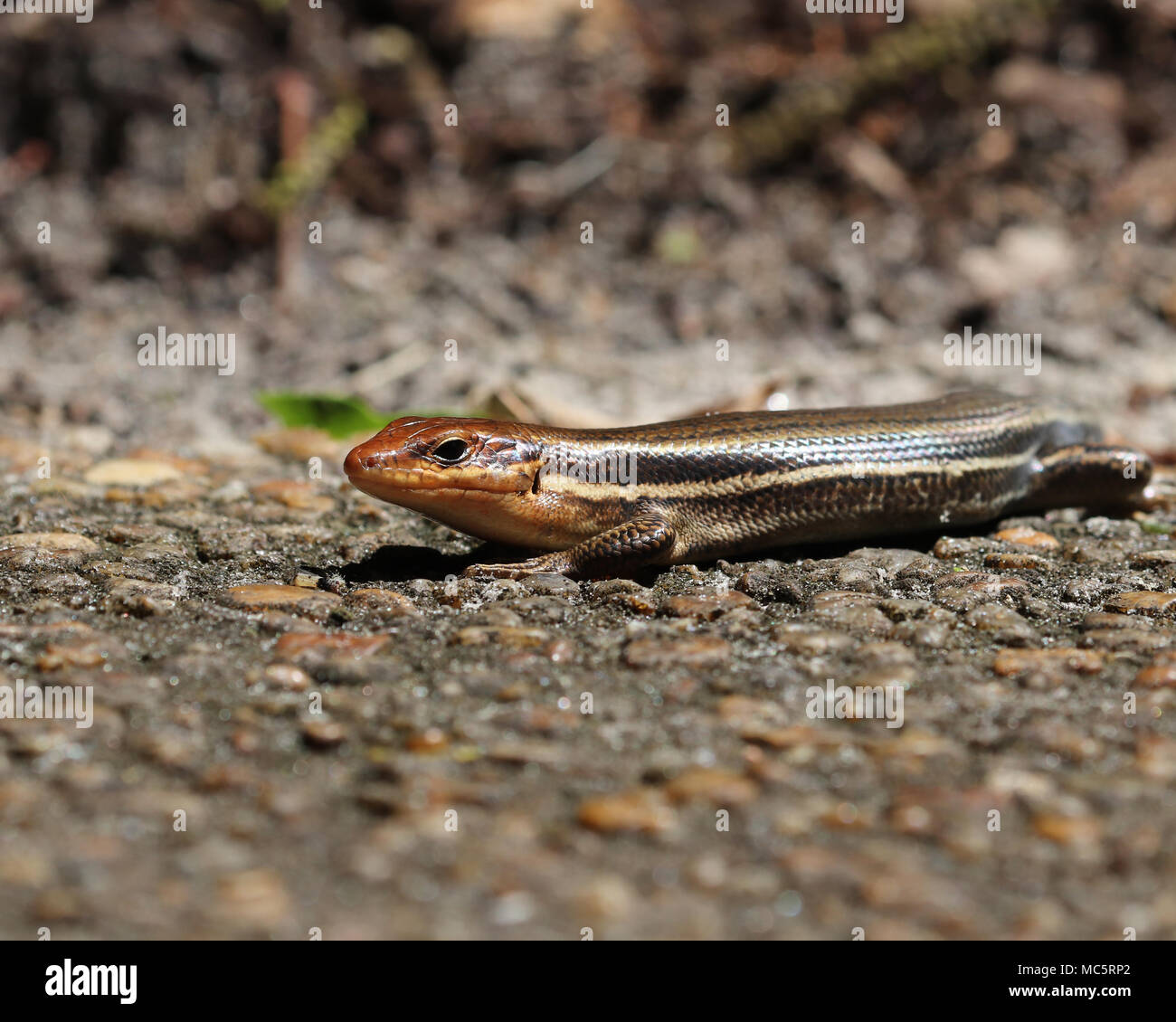 Les scinques à tête large n'en mélange ainsi pendant leur courte saison de reproduction parce que pendant ce temps leurs têtes devenir une vibrante de couleur orange Banque D'Images