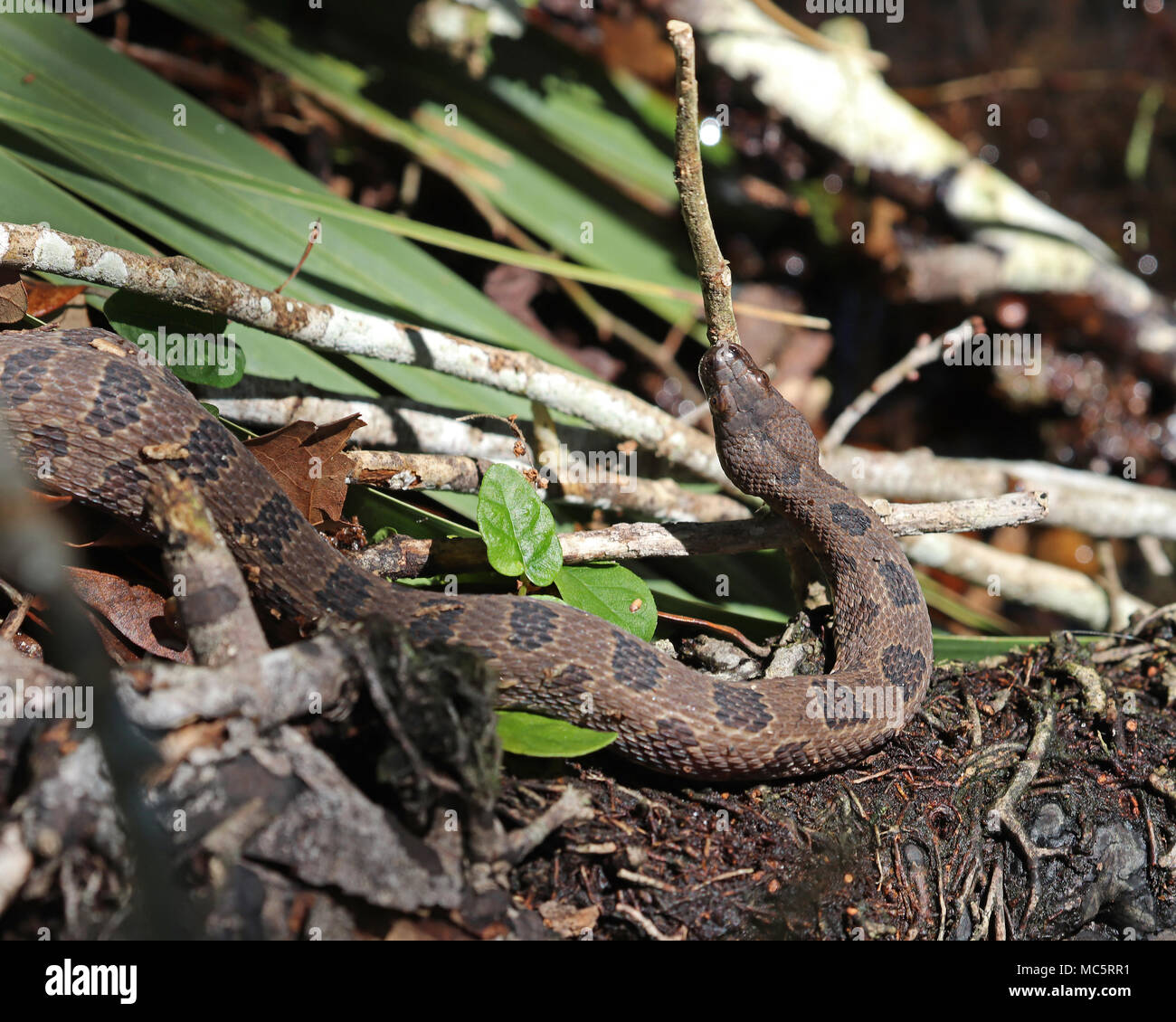 Brown des serpents d'eau sont une nonvenomous rhizodontiformes souvent trouvés le long des bords des rivières et des lacs dans les états du sud. Banque D'Images