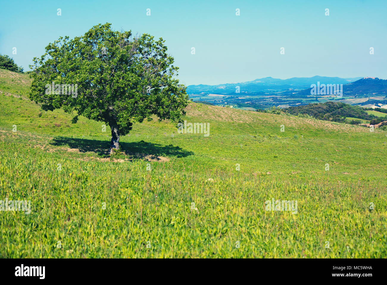 Seul arbre sur colline, couverte d'herbe verte, de beaux produits frais natire, Toscane, Italie Banque D'Images