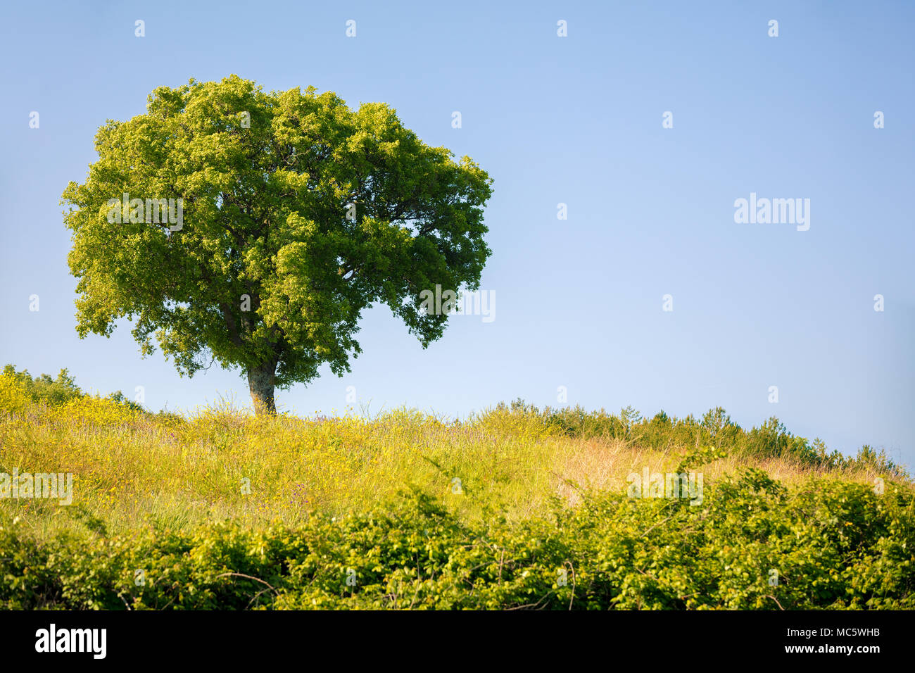 Seul arbre sur colline, couverte d'herbe verte, de beaux produits frais natire, Toscane, Italie Banque D'Images