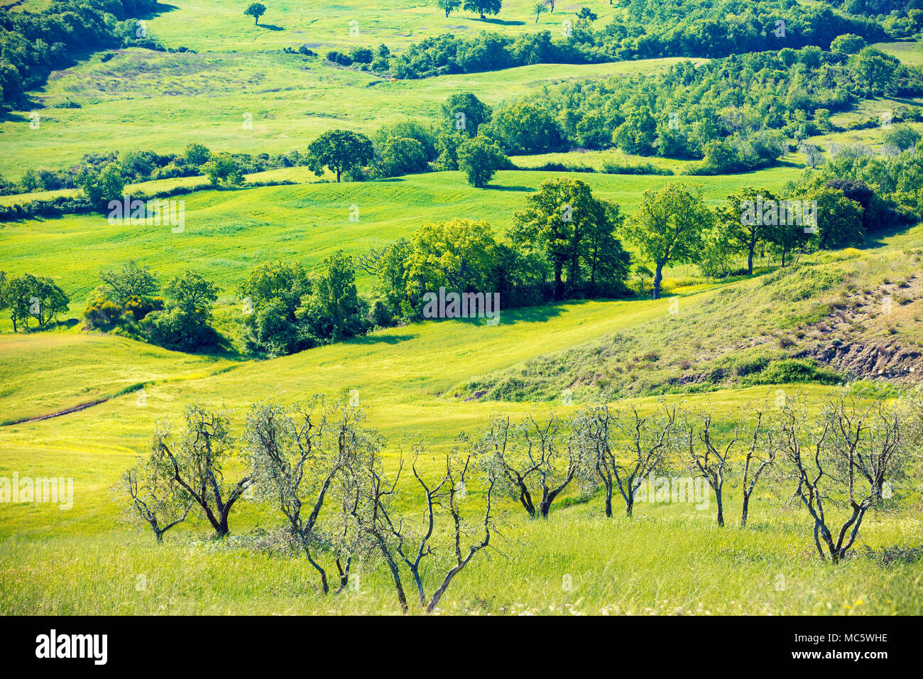 Beau paysage, nature printemps champs ensoleillés, sur les collines de Toscane, Italie Banque D'Images
