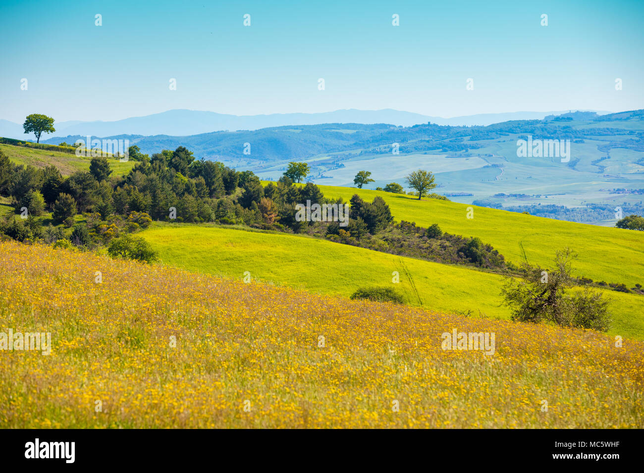 Beau paysage, nature printemps champs ensoleillés, sur les collines de Toscane, Italie Banque D'Images