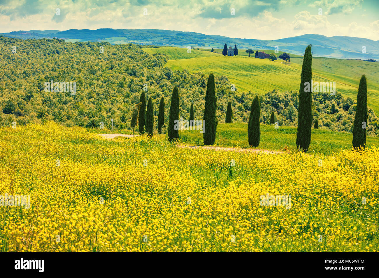 Beau paysage, nature printemps, cyprès aux beaux champs de fleurs sur les collines de Toscane, Italie Banque D'Images