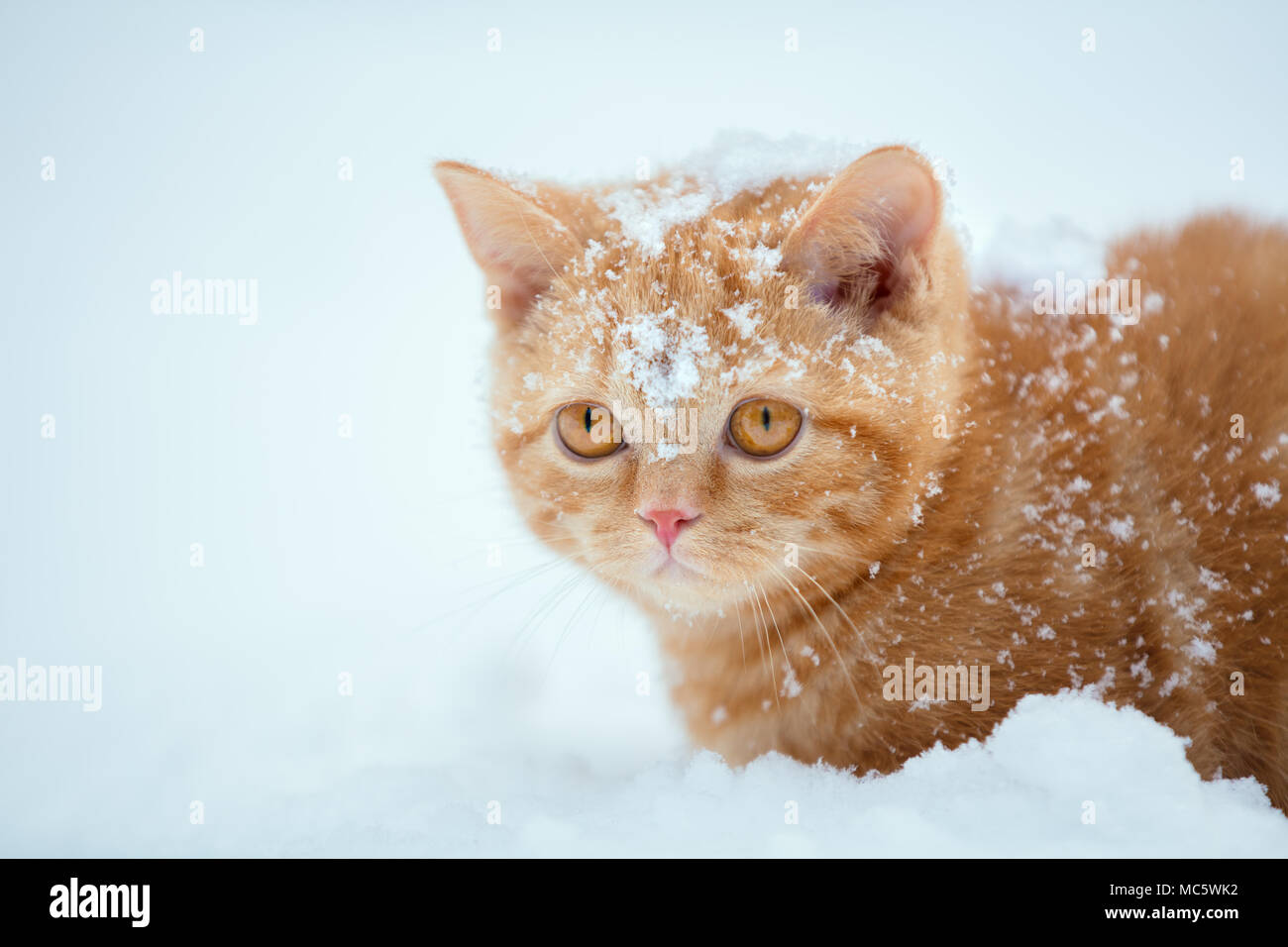 Rouge mignon chaton assis sur la neige en hiver Banque D'Images