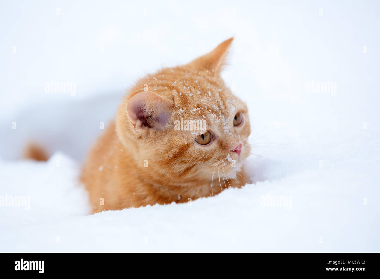 Rouge mignon chaton assis dans la neige en hiver Banque D'Images