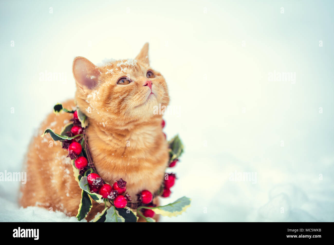 Portrait d'un petit chaton portant couronne de Noël en plein air en hiver. Cat looking up ; Banque D'Images