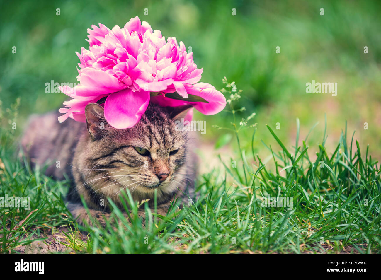 Portrait D Un Chat Avec Une Pivoine Fleur Sur Sa Tete Allonge Dans L Herbe Dans Le Jardin En Ete Photo Stock Alamy