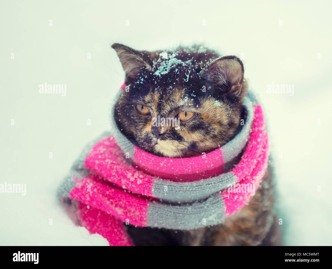Portrait d'un petit chaton portant foulard tricoté à l'extérieur en hiver Banque D'Images