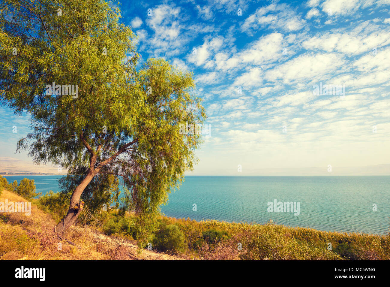 Paysage avec arbre seul sur la rive et ciel bleu avec des nuages. La belle nature d'Israël. La mer de Galilée Banque D'Images
