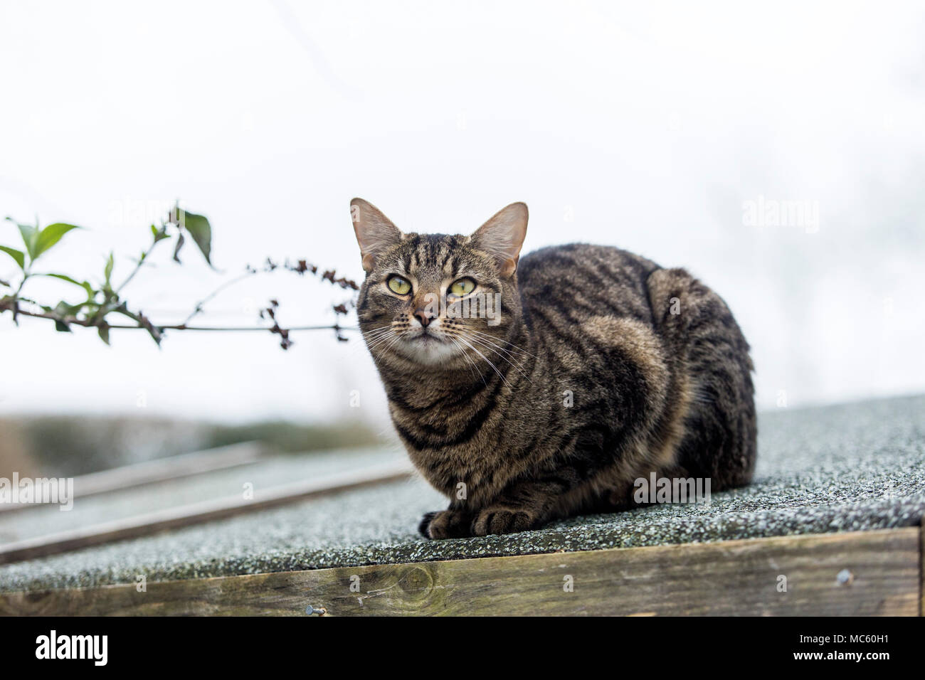 Jeune chat tigré, chat bengal escalade sur le haut d'un toit en appentis. Banque D'Images