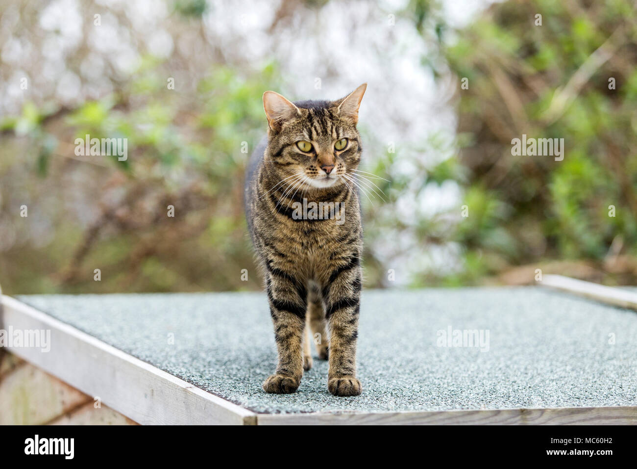Jeune chat tigré, chat bengal escalade sur le haut d'un toit en appentis. Banque D'Images