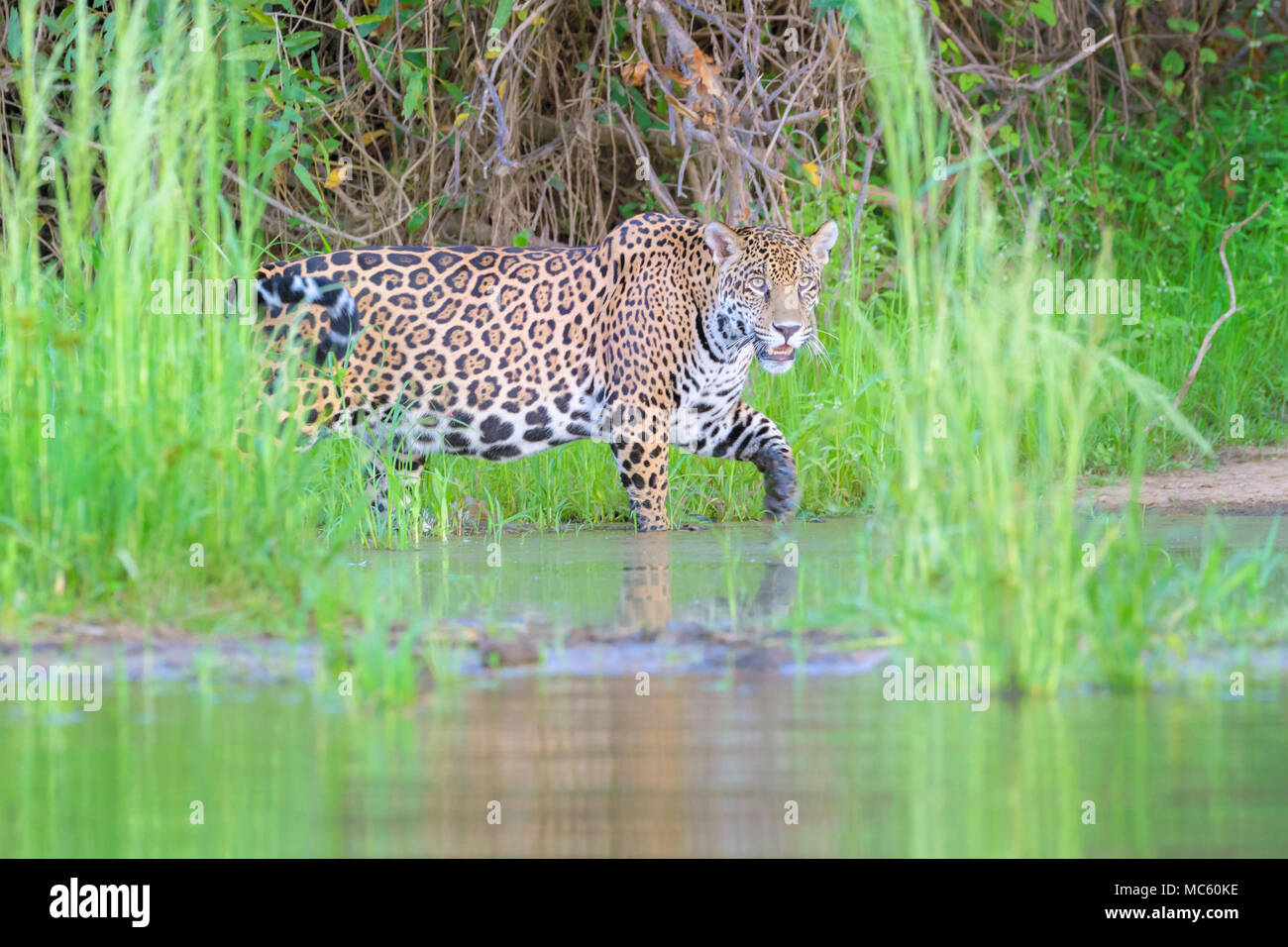Jaguar (Panthera onca) Balade en zone humide avec réflexion, looking at  camera, Pantanal, Mato Grosso, Brésil Photo Stock - Alamy