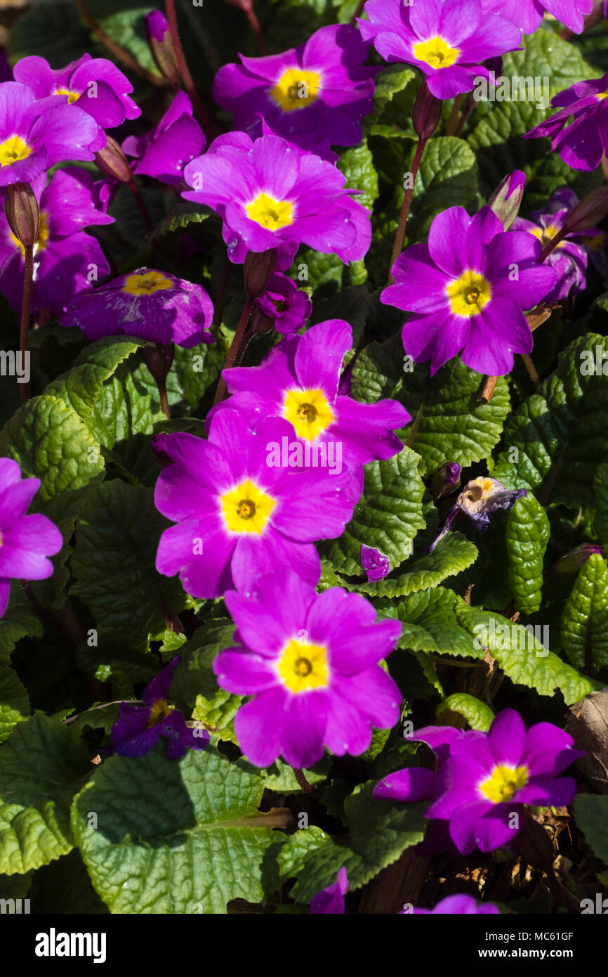 Fleurs rose-mauve de l'héritage du sport du Royaume-Uni, Primrose Primula vulgaris indigènes "Theodora" Banque D'Images