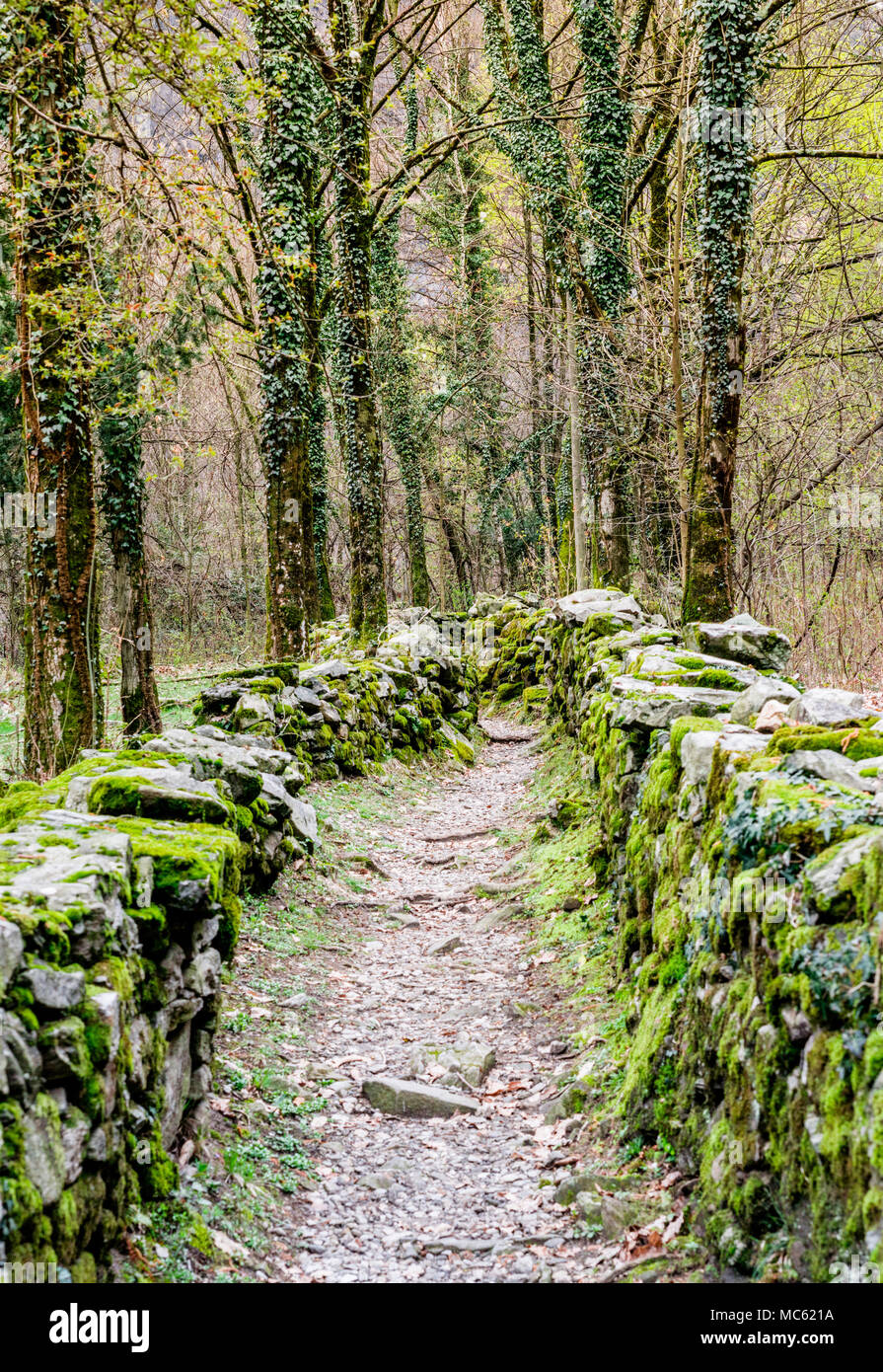 Chemin de randonnée robuste à travers une épaisse forêt couverte de ...