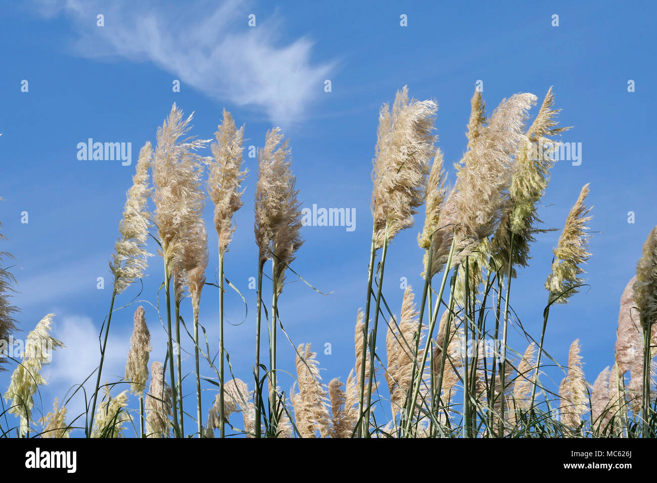 L'herbe de la pampa (cortaderia selloana) contre un bleu ciel d'été Photo  Stock - Alamy
