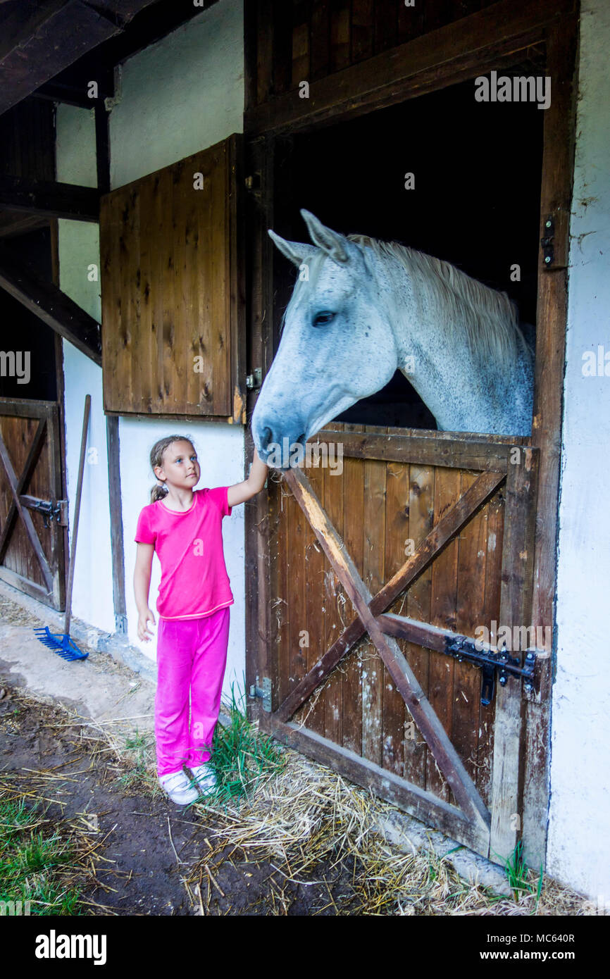 Petite fille de flatter le grand cheval gris en stable Photo Stock - Alamy