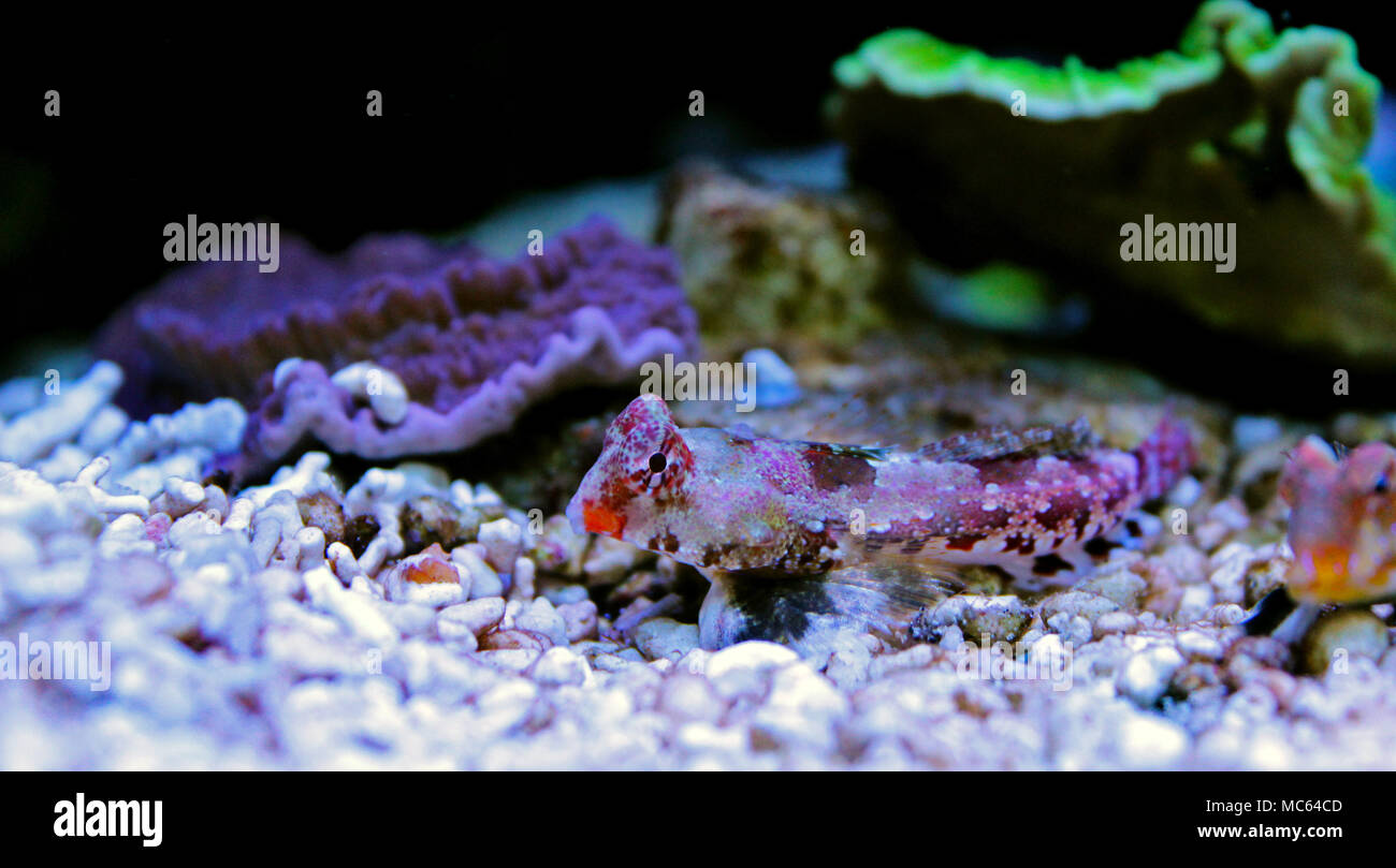 Dragonet rouge poisson mandarin Banque D'Images