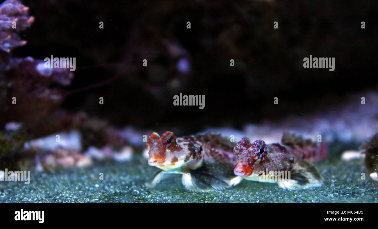 Dragonet rouge poisson mandarin Banque D'Images