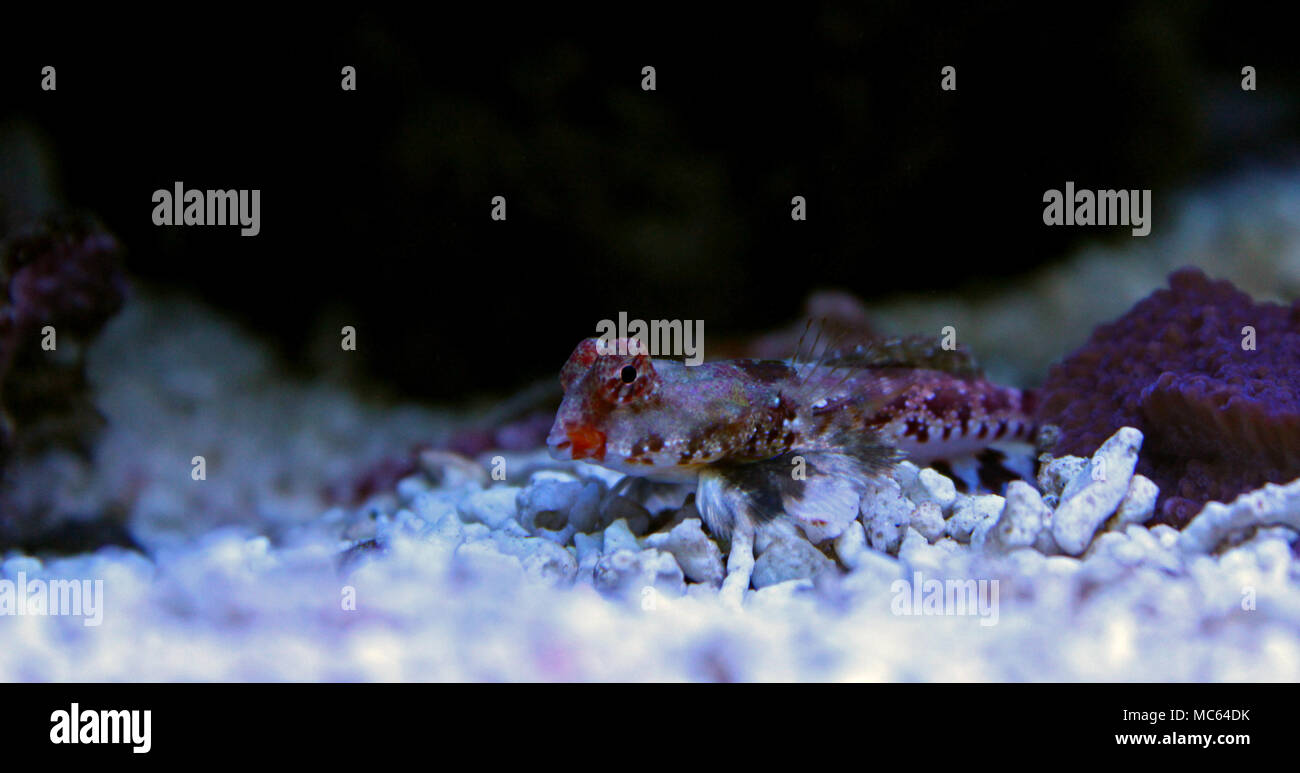 Dragonet rouge poisson mandarin Banque D'Images