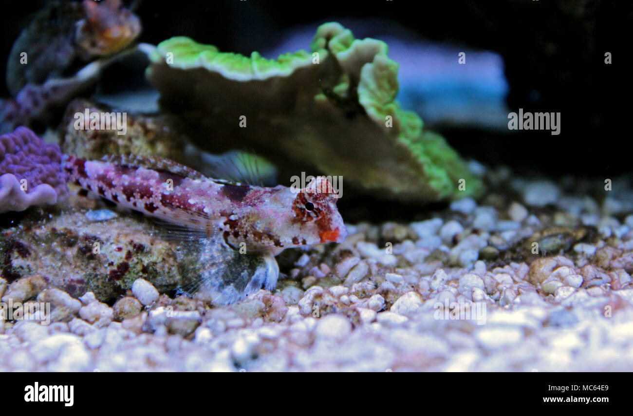 Dragonet rouge poisson mandarin Banque D'Images