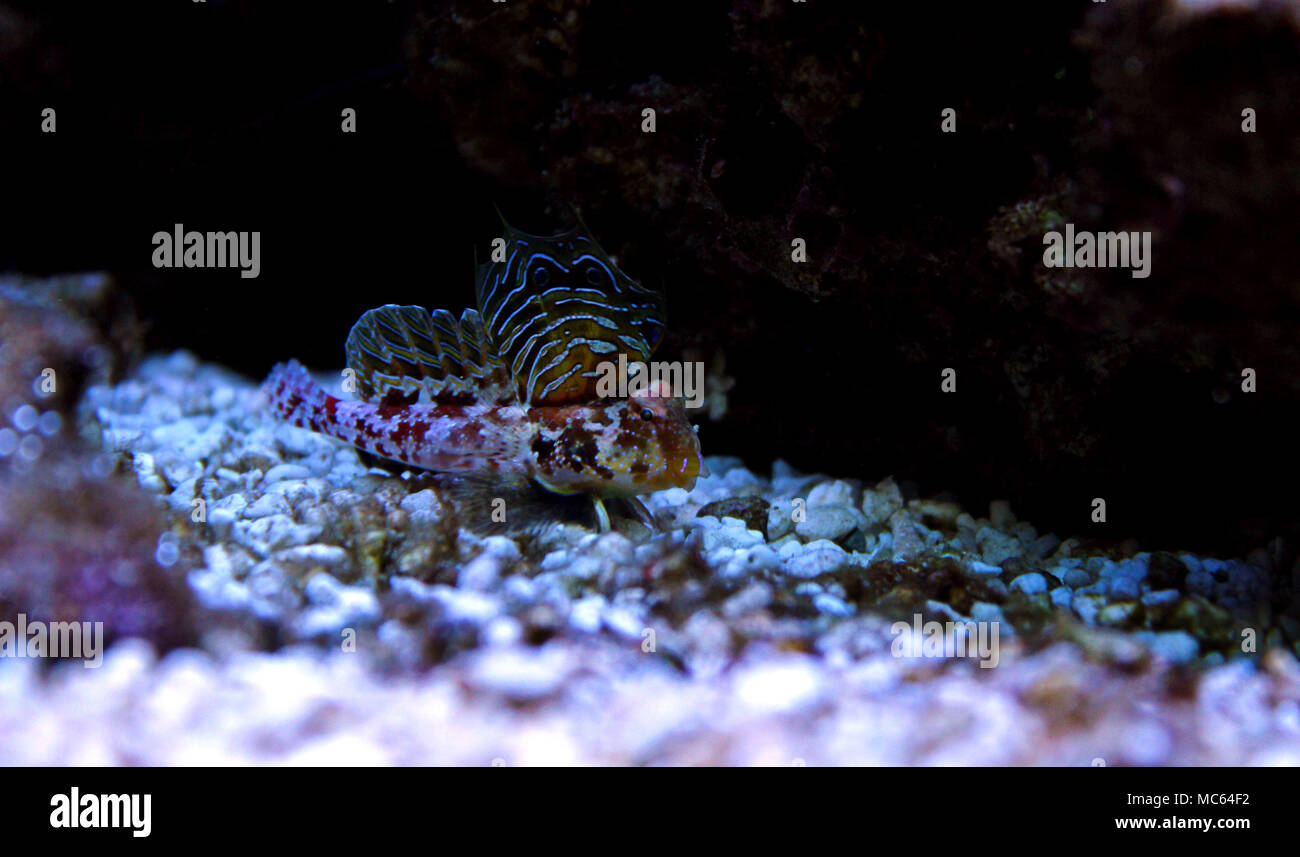 Dragonet rouge poisson mandarin Banque D'Images