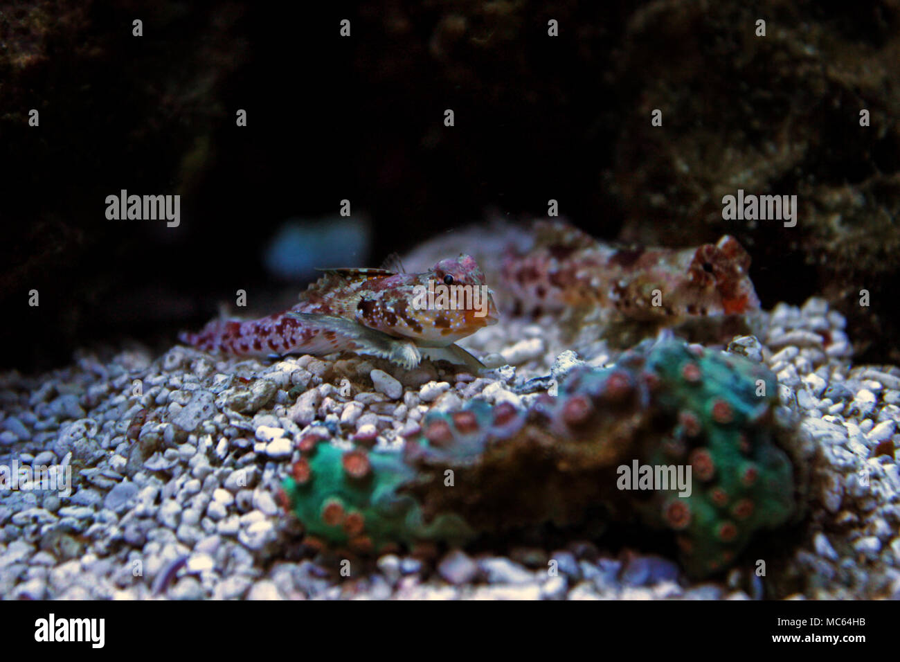 Dragonet rouge poisson mandarin Banque D'Images