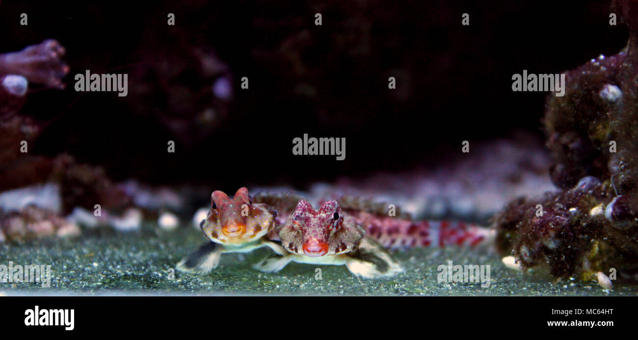 Dragonet rouge poisson mandarin Banque D'Images