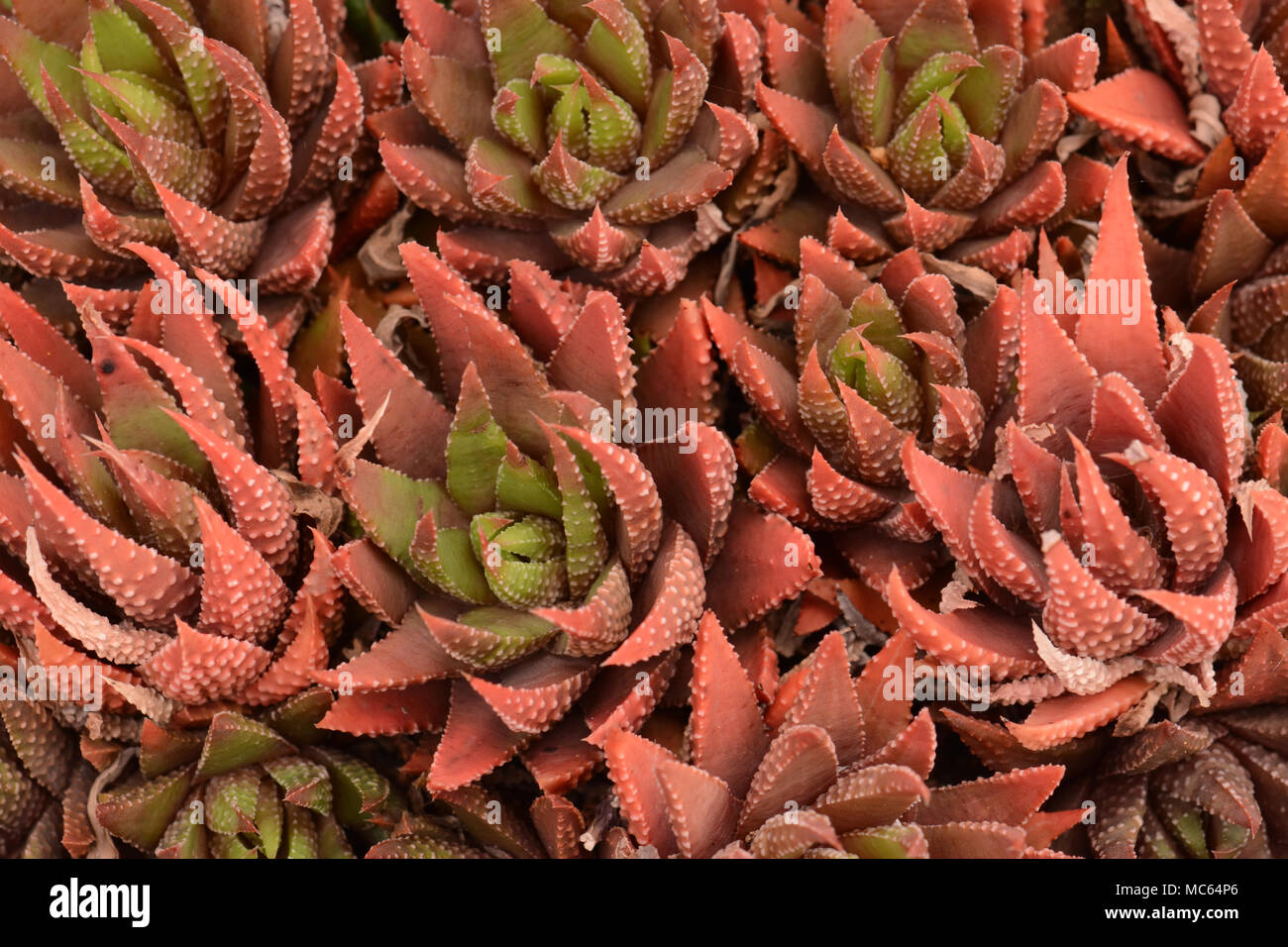 Feuilles succulentes Cactus Banque D'Images