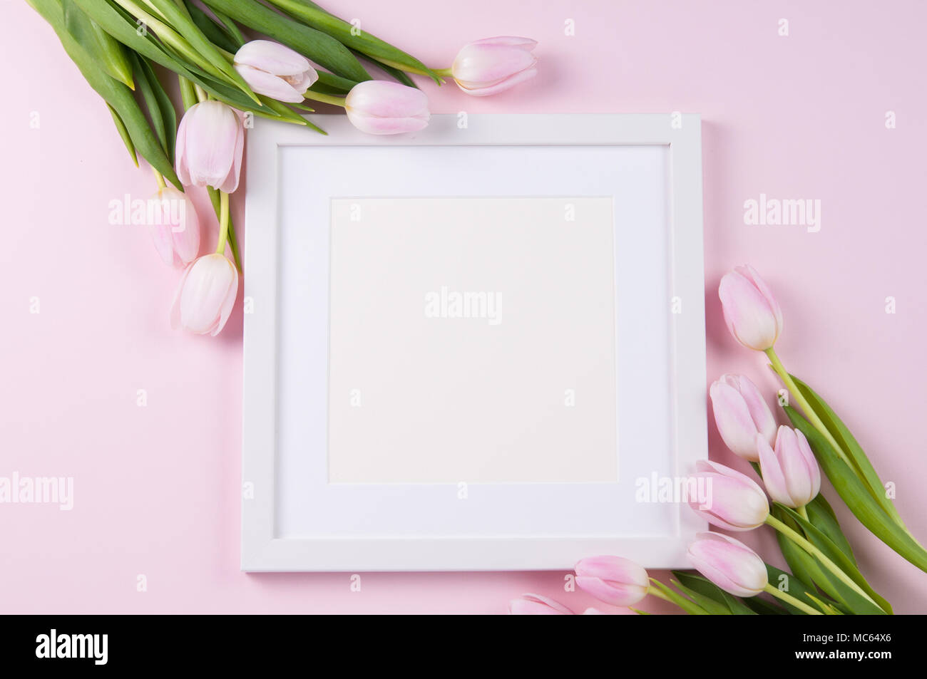 Cadre photo carré blanc avec des tulipes roses Banque D'Images