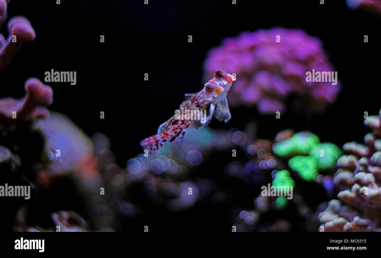 Dragonet rouge poisson mandarin Banque D'Images