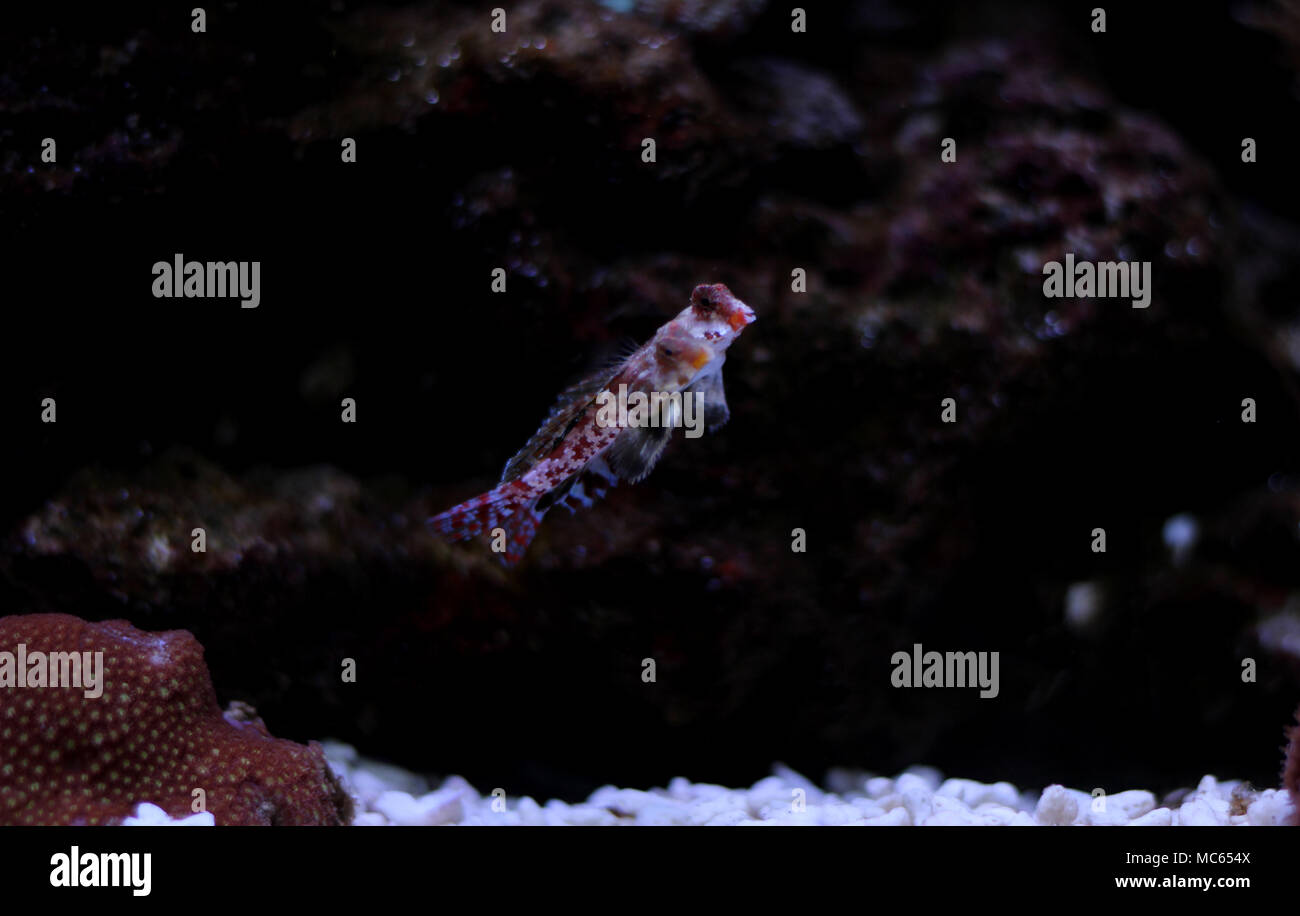 Dragonet rouge poisson mandarin Banque D'Images