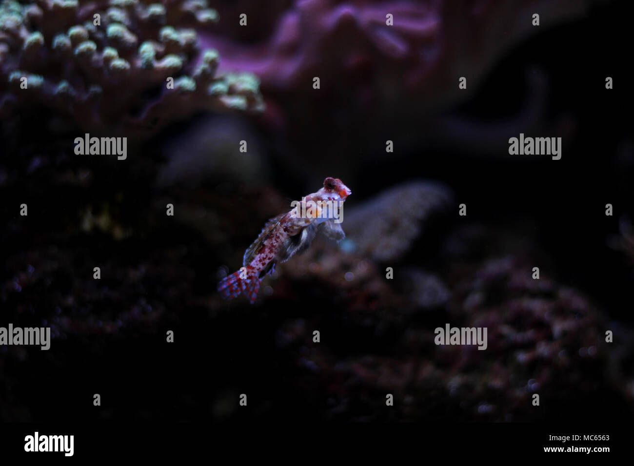 Dragonet rouge poisson mandarin Banque D'Images