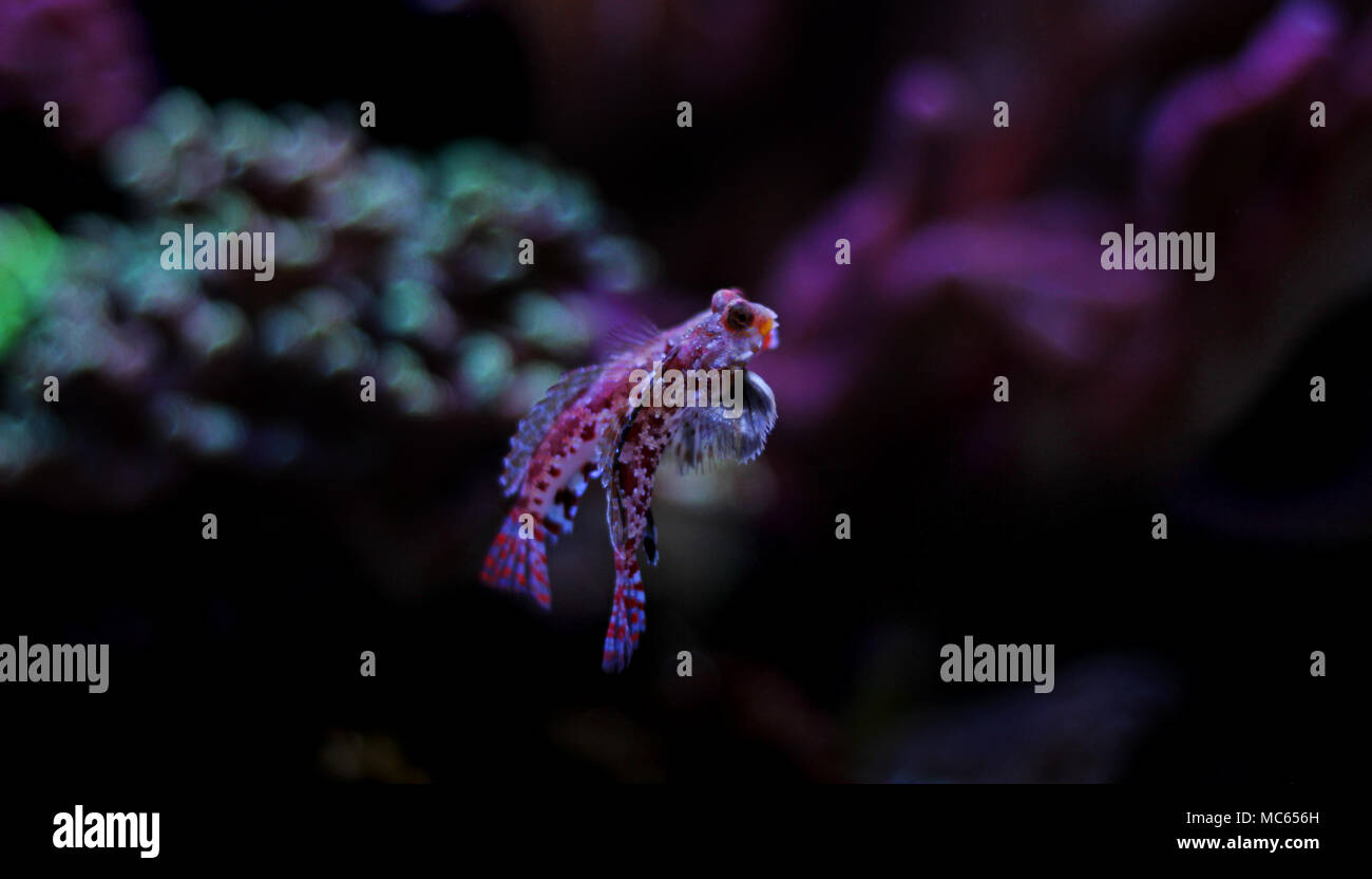 Dragonet rouge poisson mandarin Banque D'Images