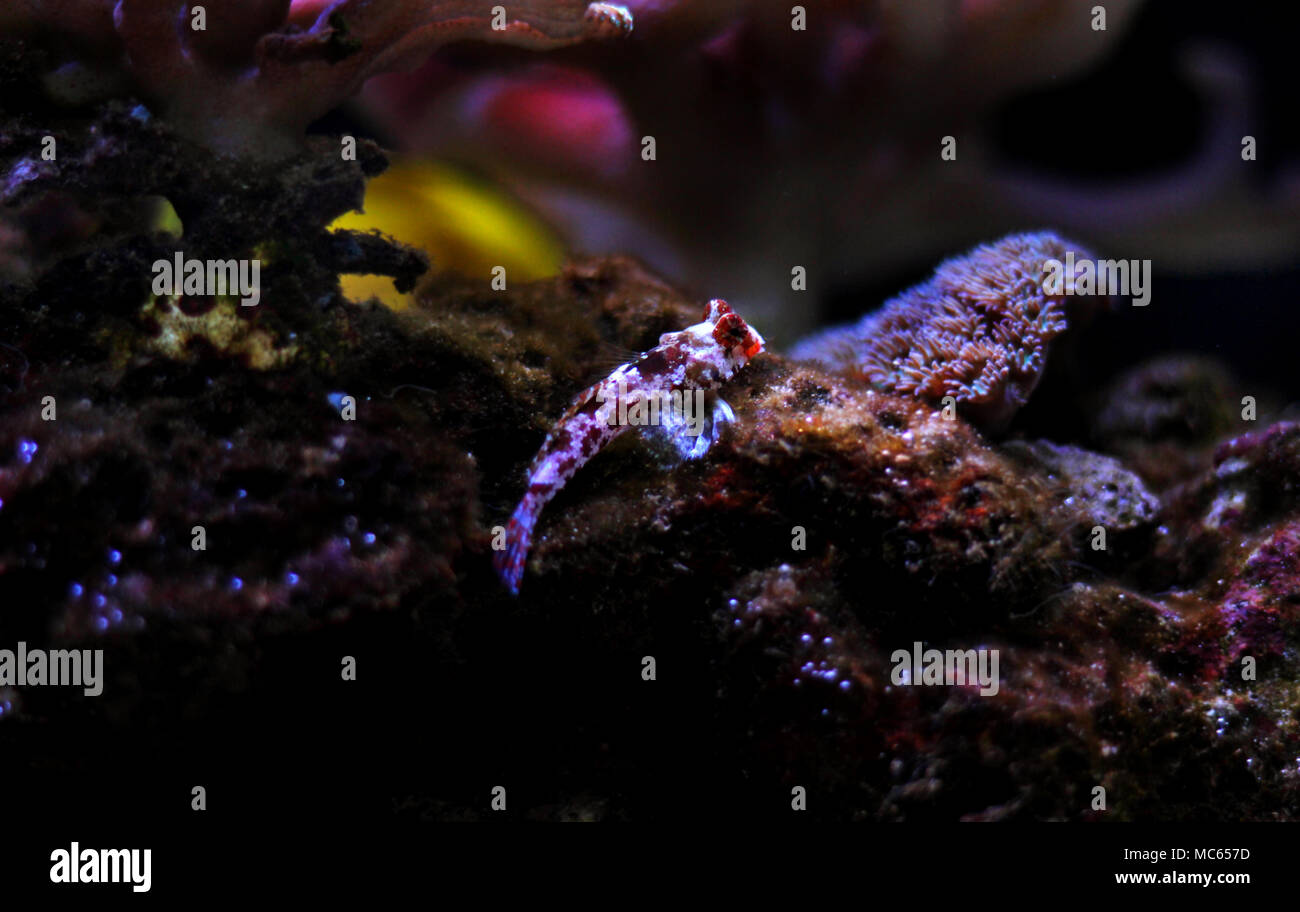 Dragonet rouge poisson mandarin Banque D'Images