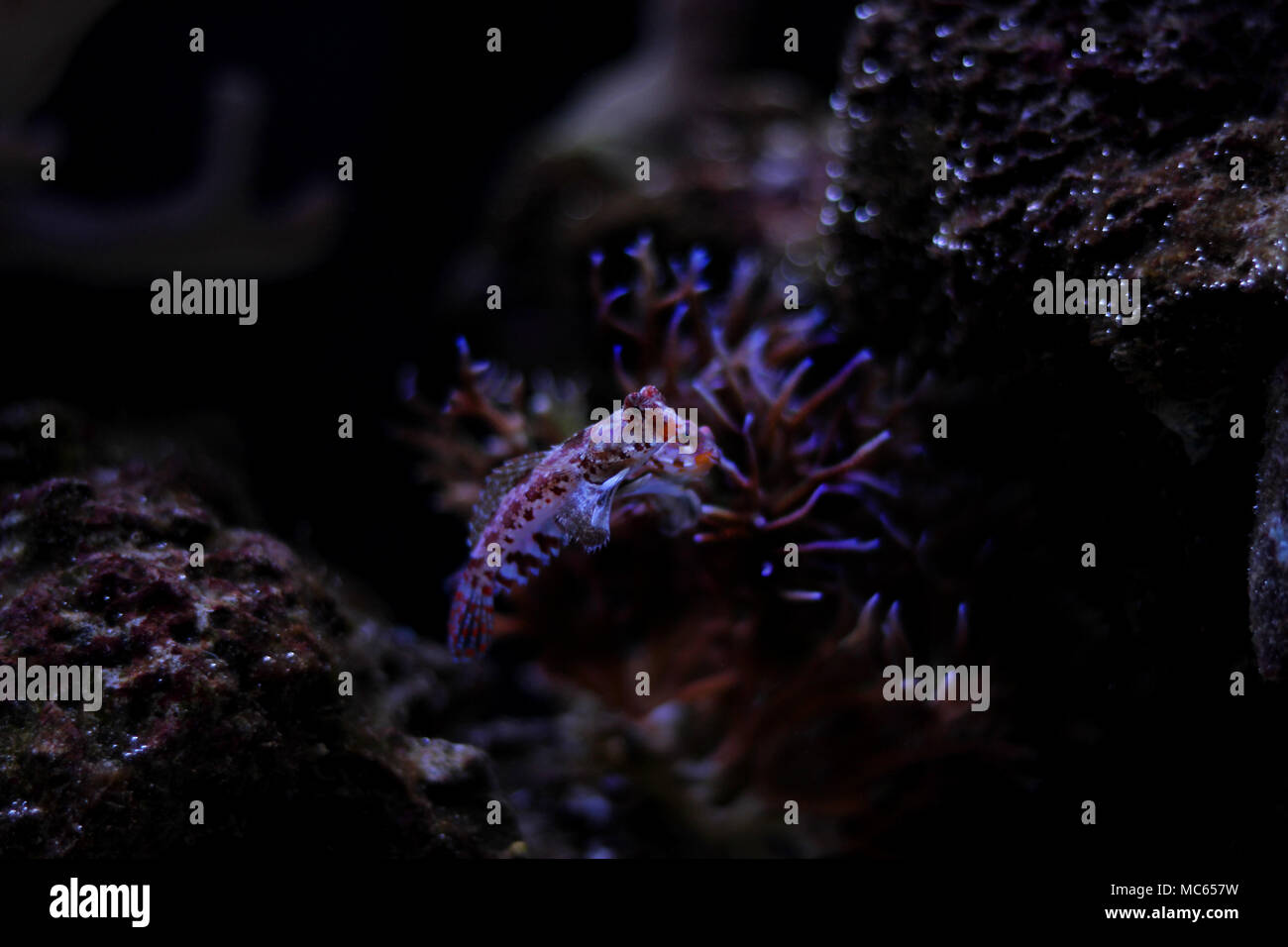 Dragonet rouge poisson mandarin Banque D'Images