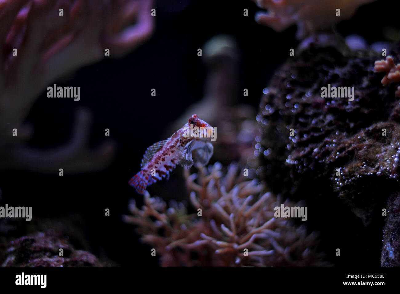 Dragonet rouge poisson mandarin Banque D'Images