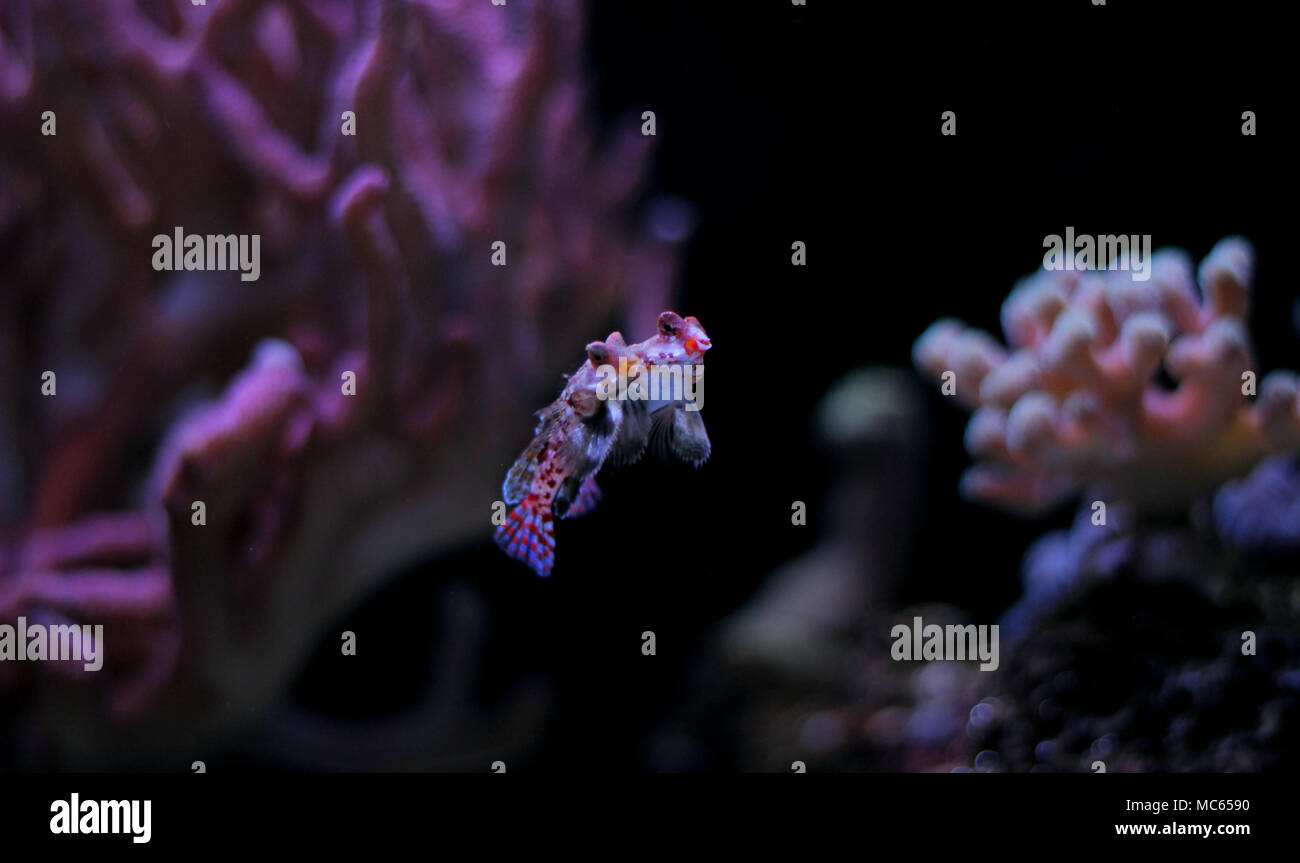 Dragonet rouge poisson mandarin Banque D'Images