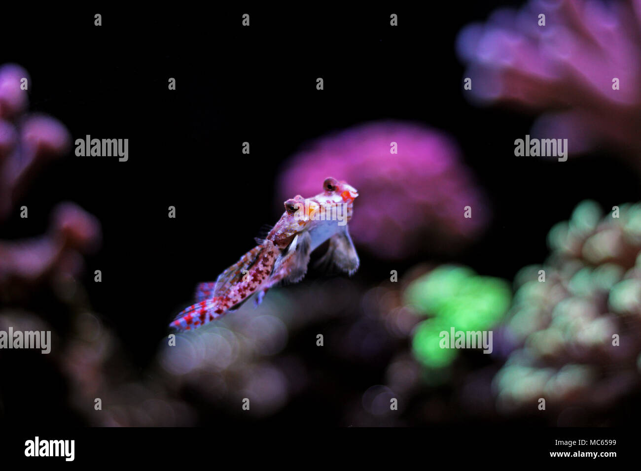 Dragonet rouge poisson mandarin Banque D'Images