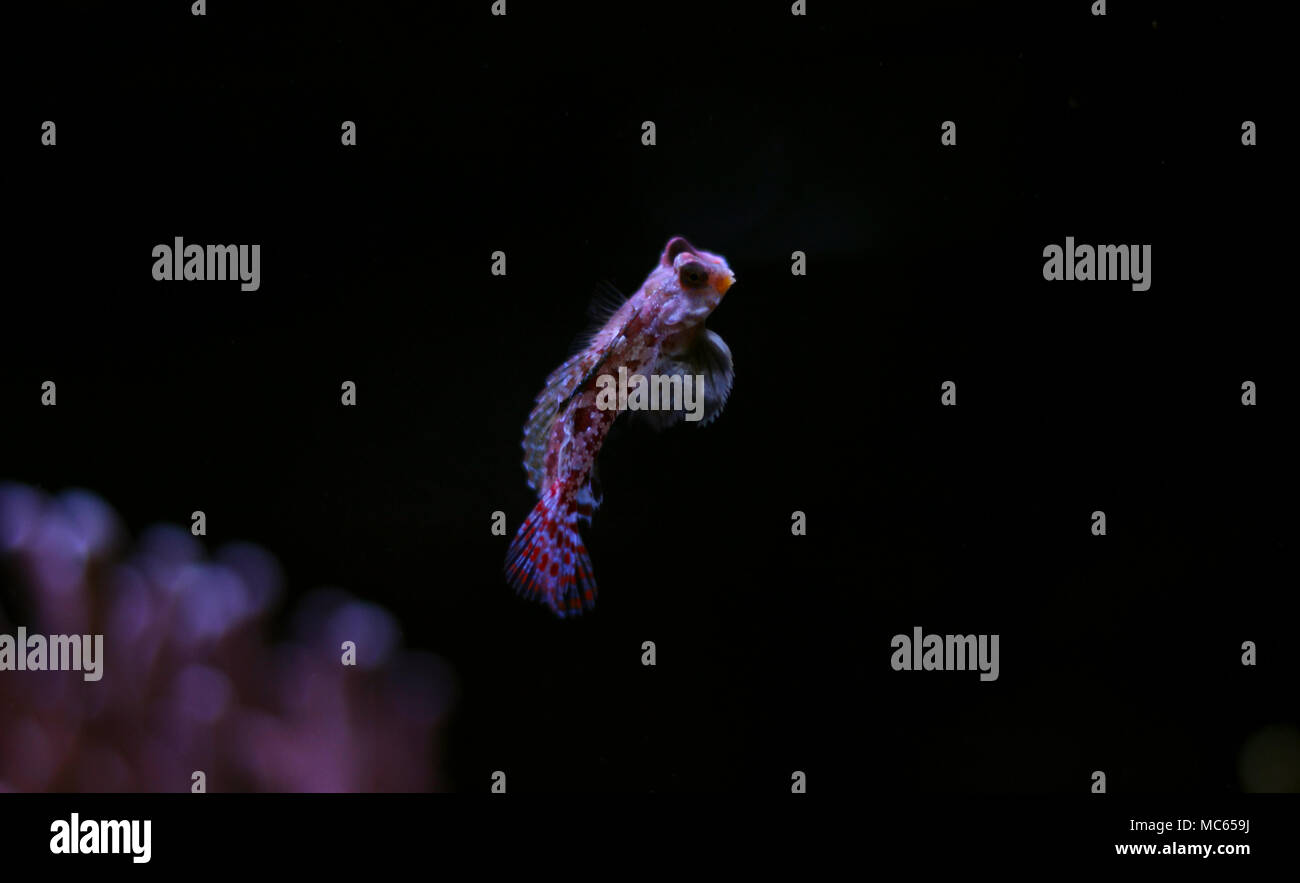 Dragonet rouge poisson mandarin Banque D'Images