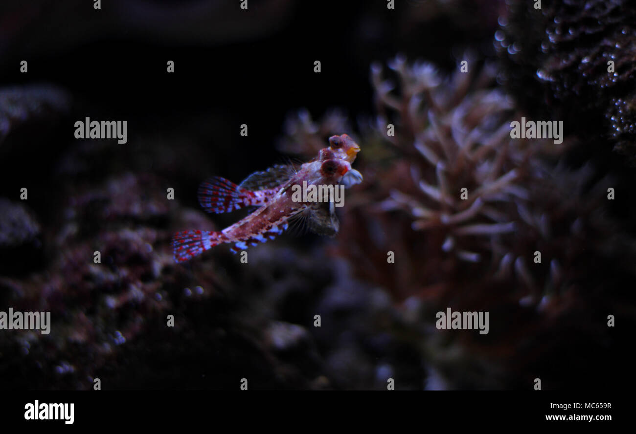 Dragonet rouge poisson mandarin Banque D'Images