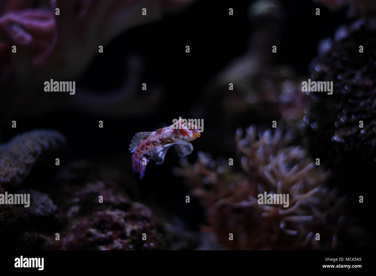 Dragonet rouge poisson mandarin Banque D'Images