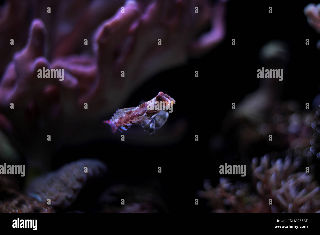 Dragonet rouge poisson mandarin Banque D'Images