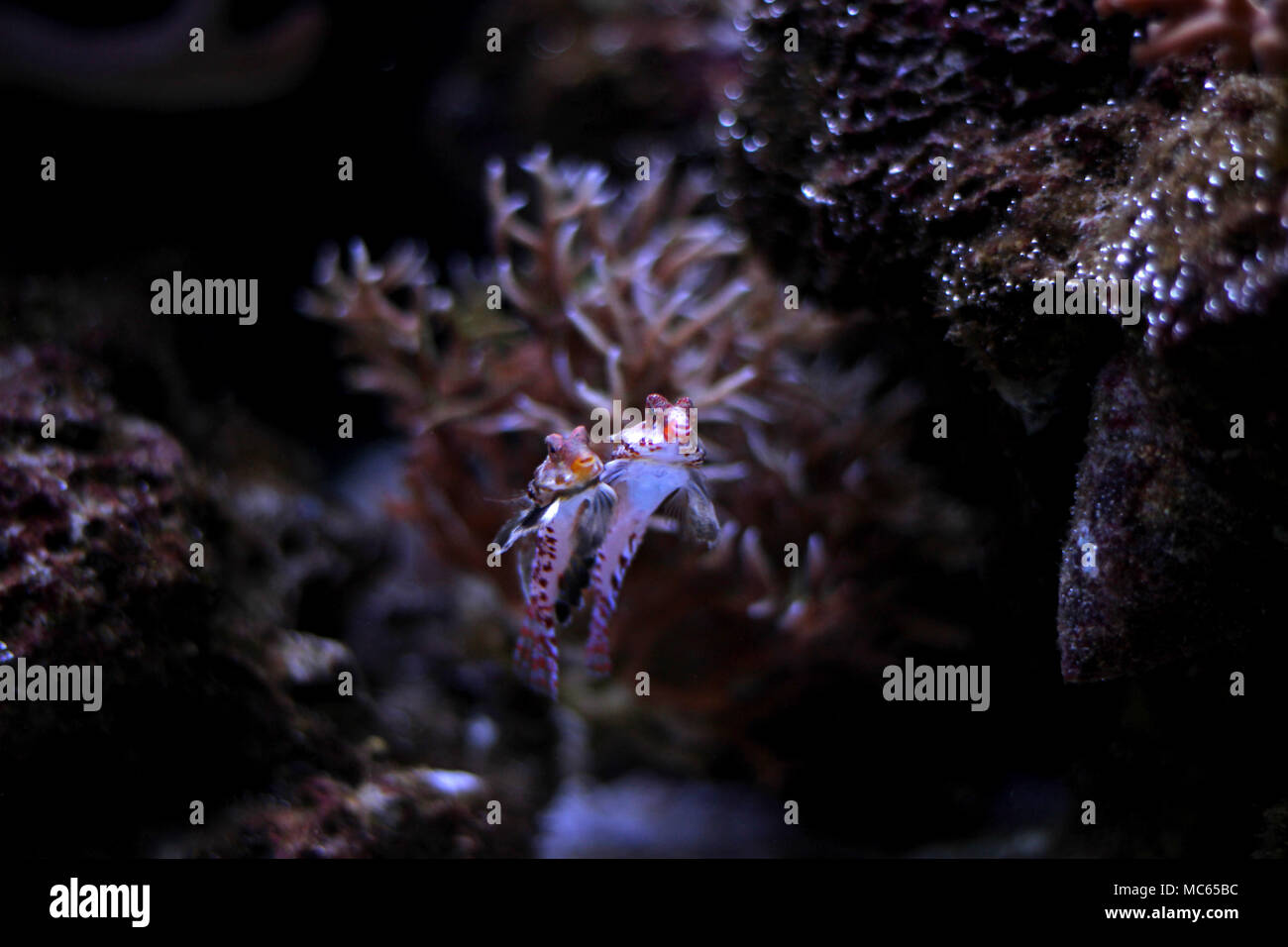 Dragonet rouge poisson mandarin Banque D'Images