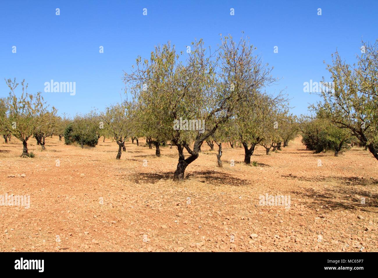 Champs d'oliviers dans les régions rurales du sud de l'Espagne Banque D'Images