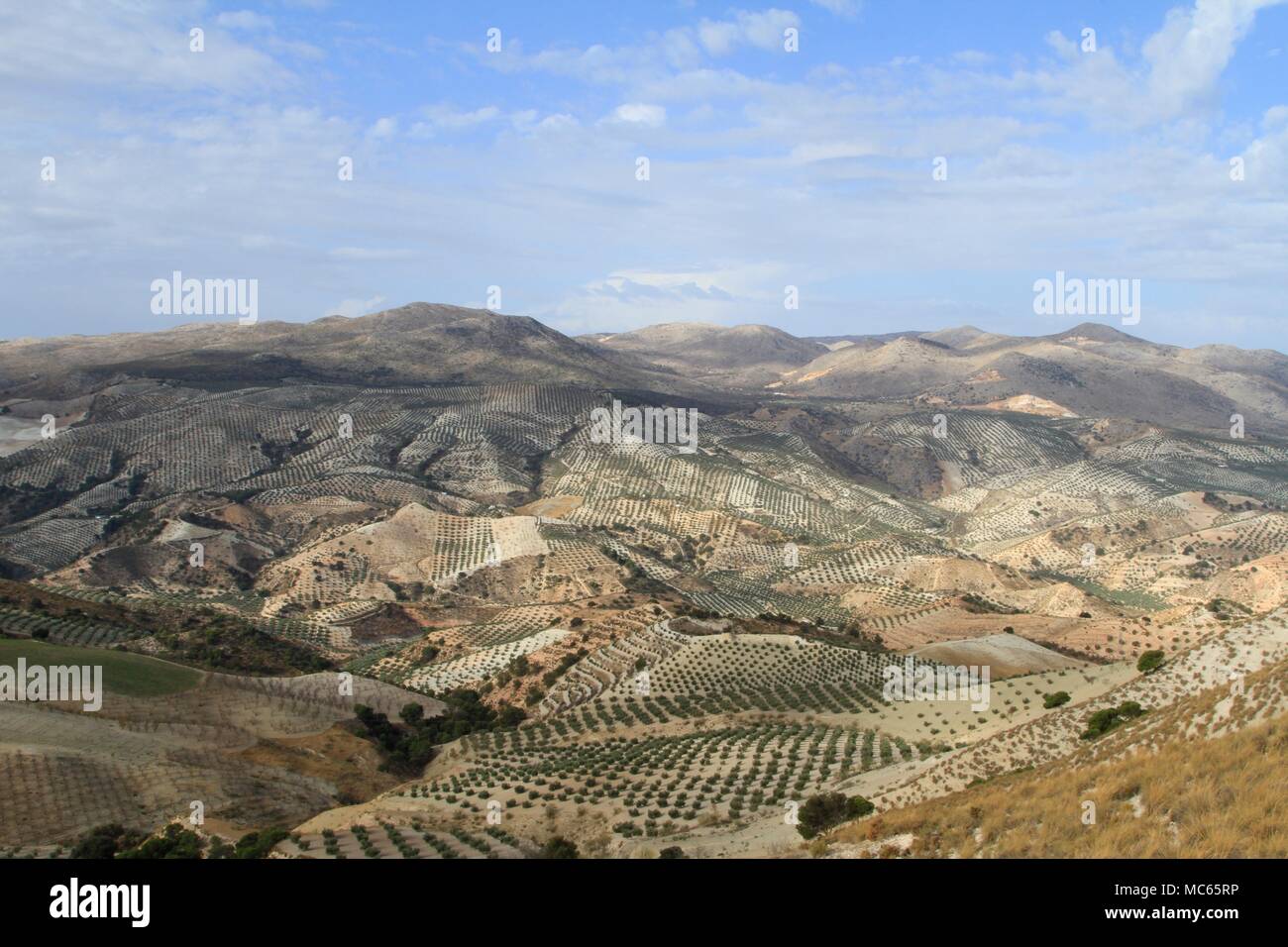Champs d'oliviers et le paysage de l'Andalousie, Sud de l'Espagne Banque D'Images