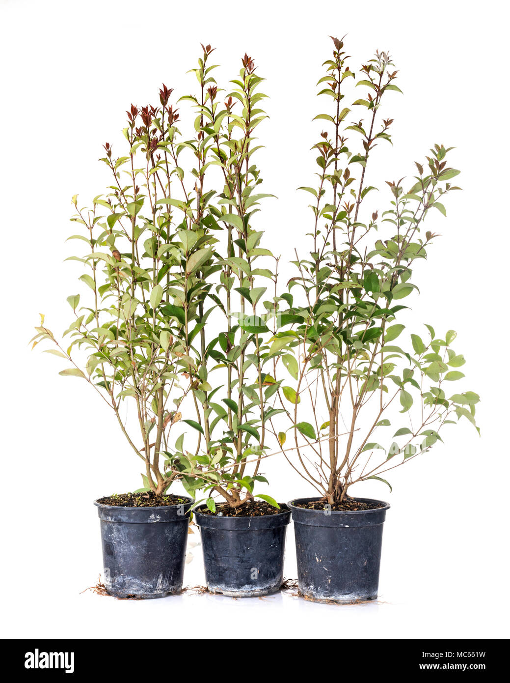 Ligustrum japonica in front of white background Banque D'Images