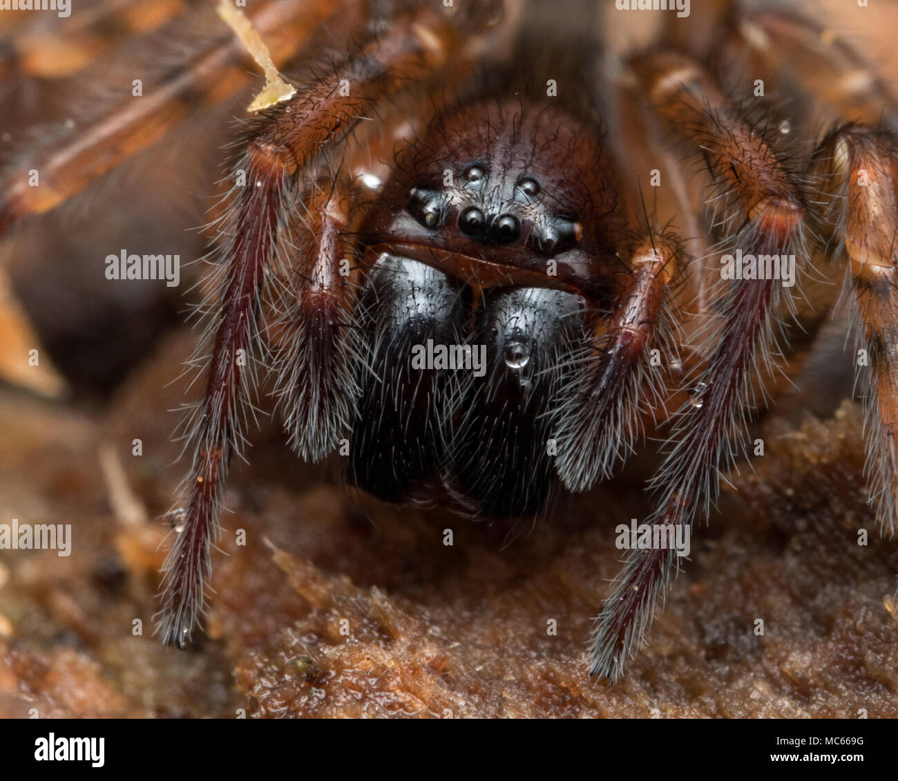 Lace-Spider web (Amaurobis sp.) sous l'écorce des arbres. Close up de la tête. Tipperary, Irlande Banque D'Images