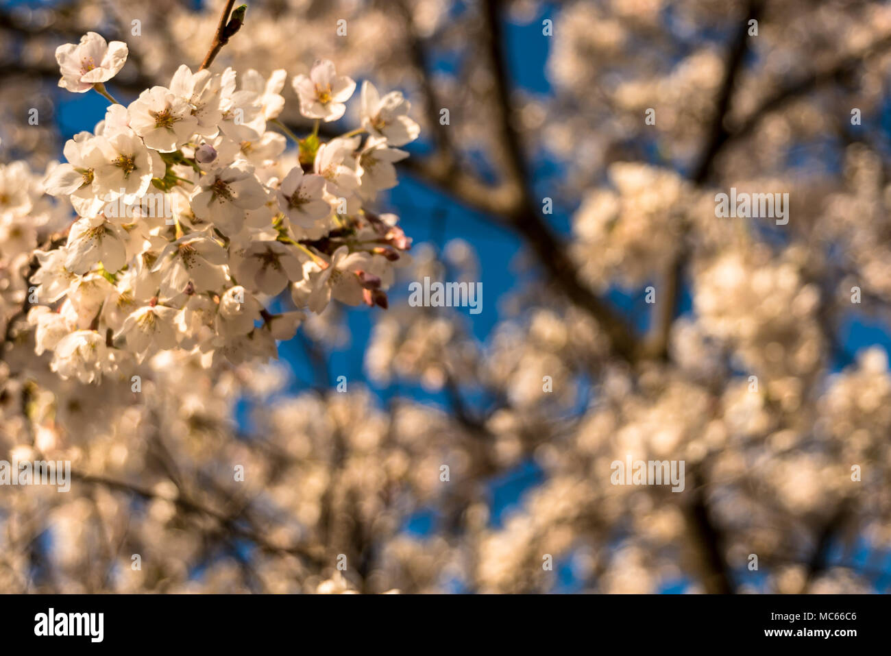 Une délicate branche d'Chrery fleurs, les capitules, contre un arbre au soleil flou artistique et ciel bleu Banque D'Images