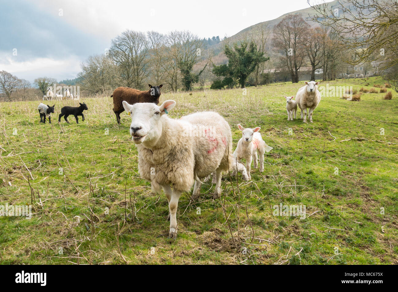 Les brebis et les agneaux dans le Lake District, Cumbria, England, UK Banque D'Images